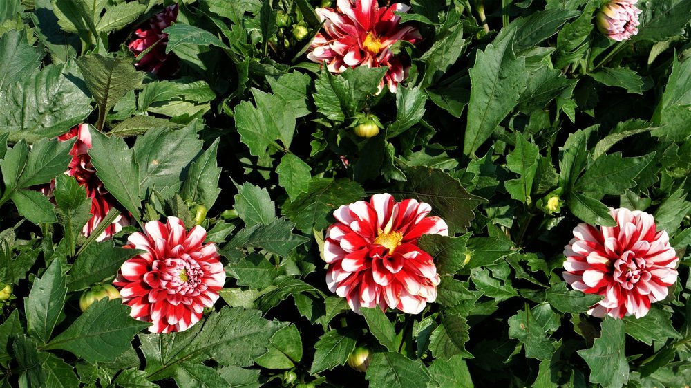 18.06.30_233_ Меерсбур.JPG