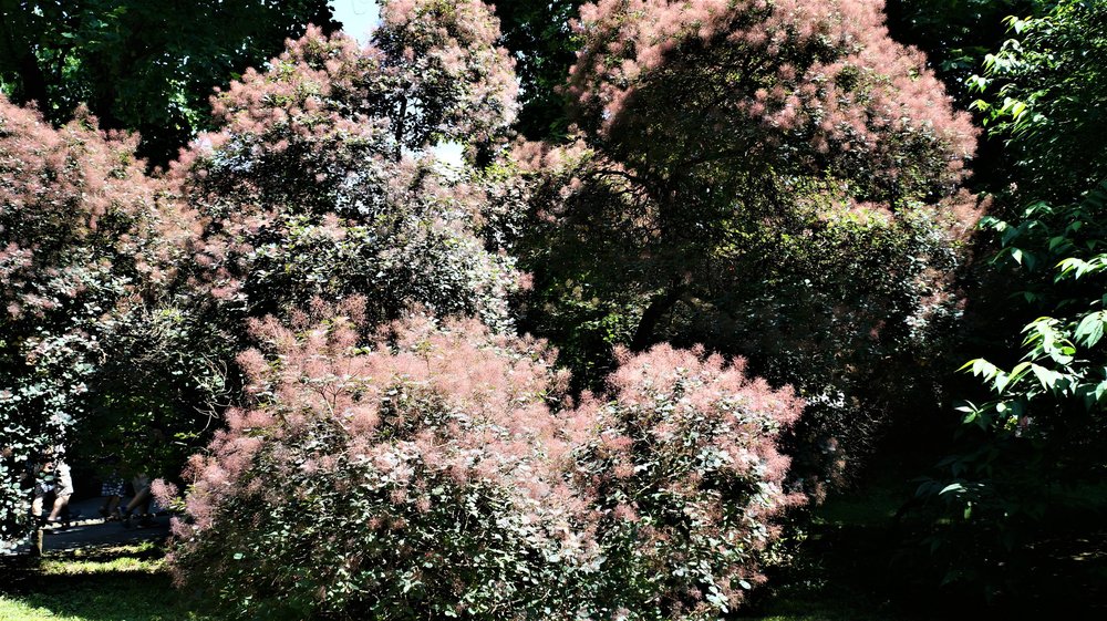 18.06.30_327_ о.Майнау.JPG