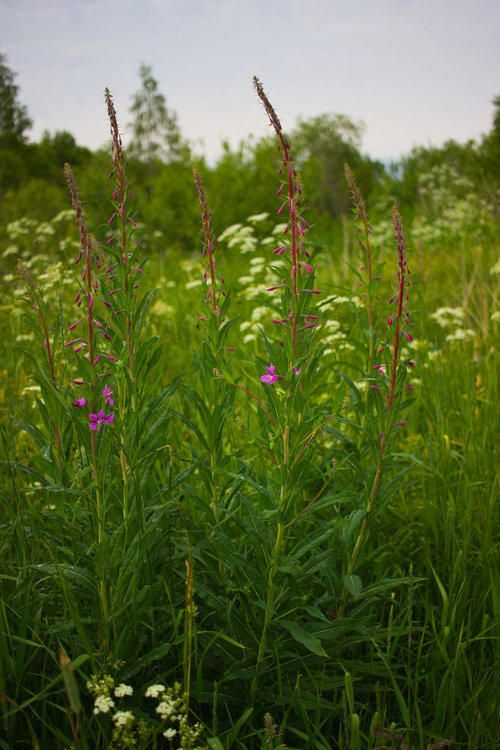 IMG_4447 Деревня Рубчойла.jpg