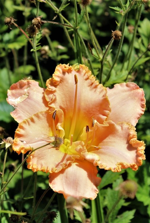 18.06.30_095_ о.Майнау.JPG