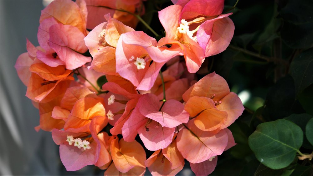 18.06.30_245_ о.Майнау.JPG