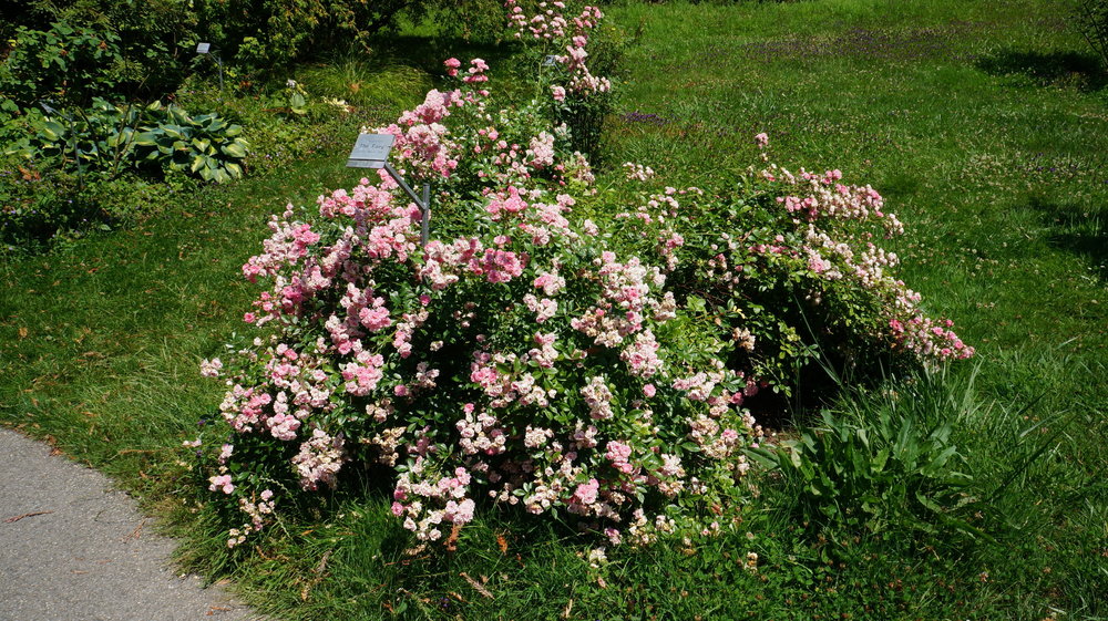 18.06.30_121_ о.Майнау.JPG