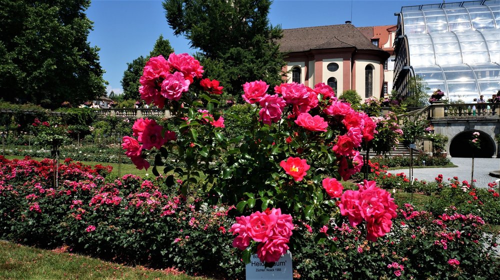 18.06.30_213_ о.Майнау.JPG