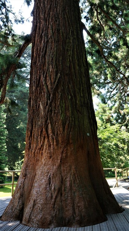 18.06.30_338_ о.Майнау.JPG