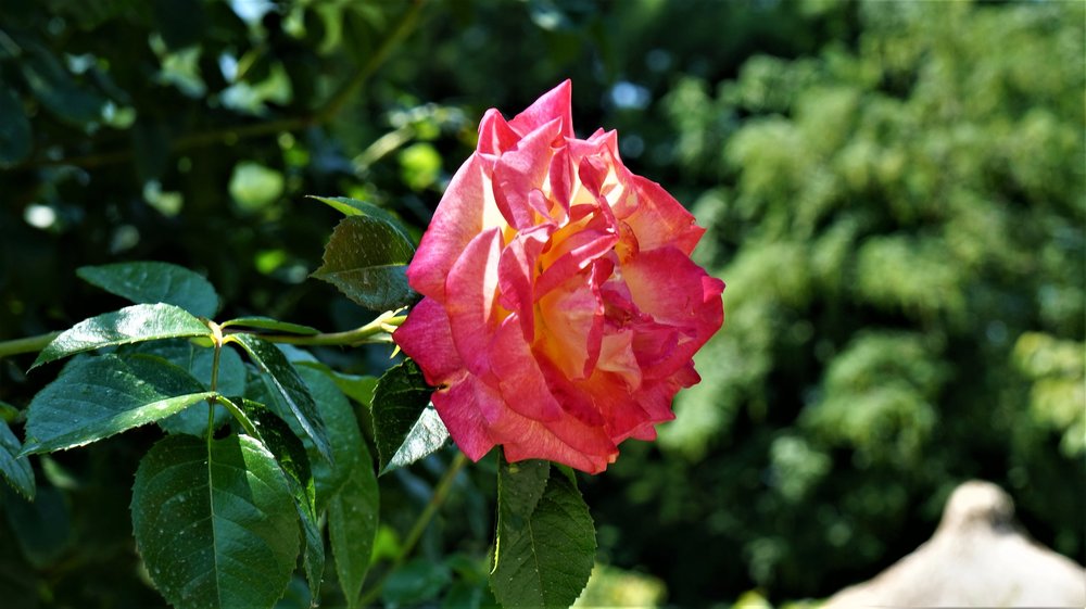 18.06.30_087_ о.Майнау.JPG