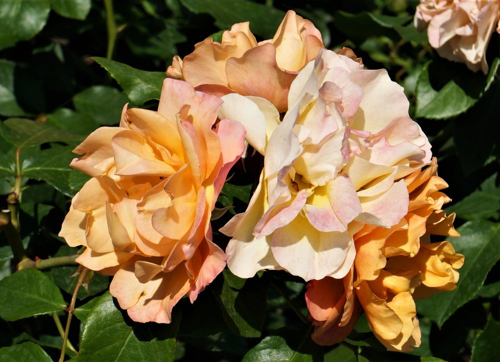 18.06.30_190_ о.Майнау.JPG