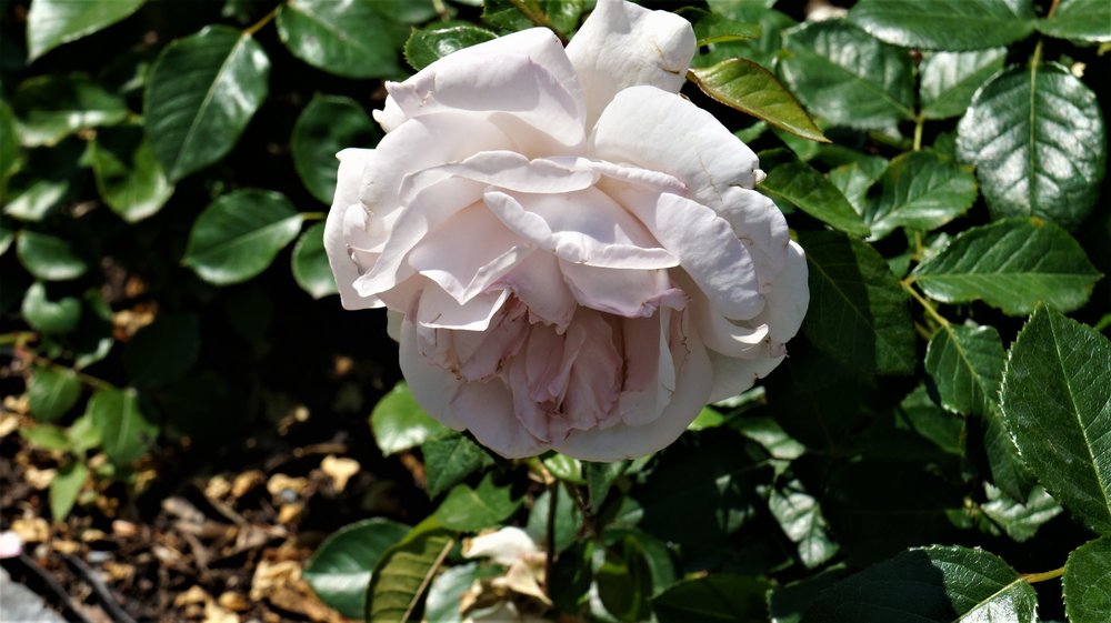 18.06.30_185_ о.Майнау.JPG