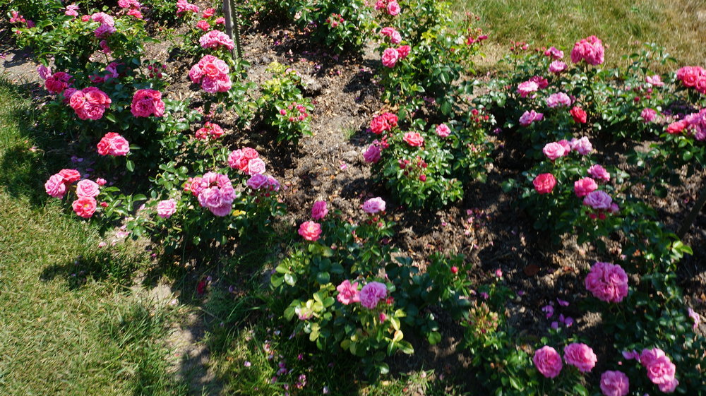 18.06.30_220_ о.Майнау.JPG