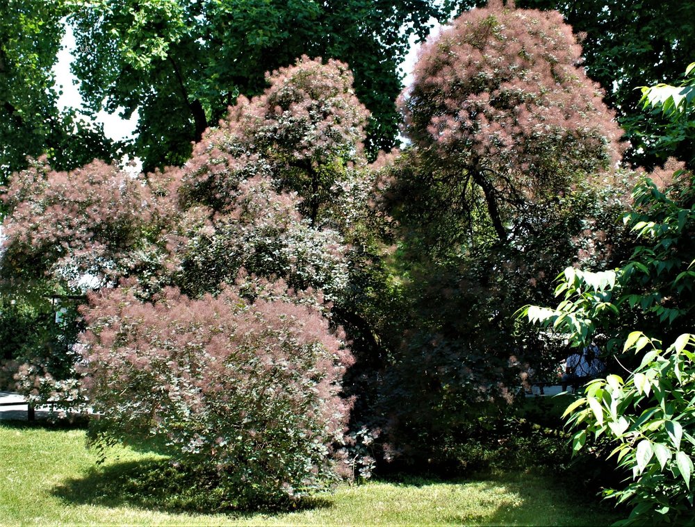 18.06.30_326_ о.Майнау.JPG