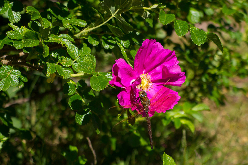 IMG_4239_Стрекоза и шиповник.jpg