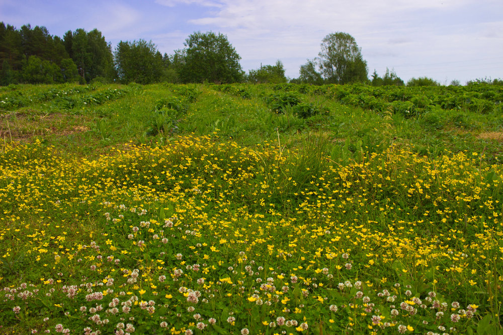 IMG_4449 Деревня Рубчойла.jpg