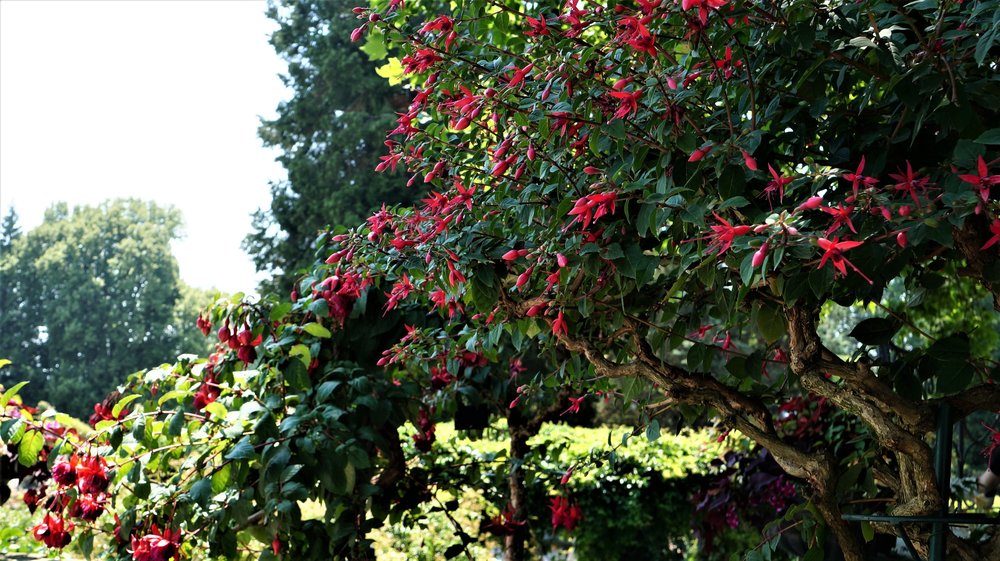 18.06.30_252_ о.Майнау.JPG