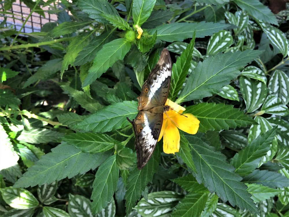 18.06.30_391_ о.Майнау.JPG