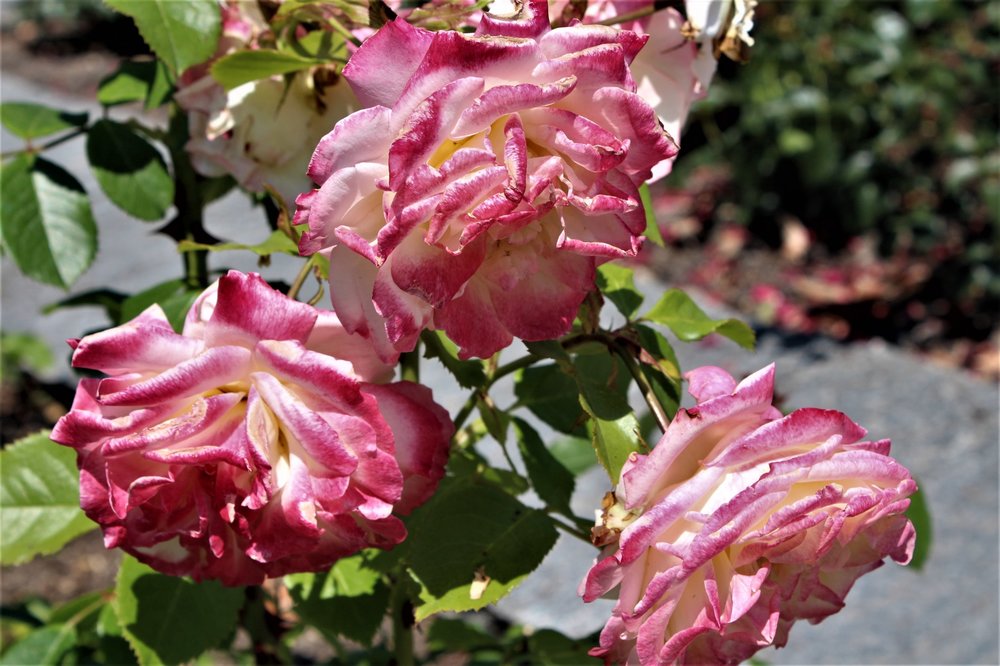 18.06.30_221_ о.Майнау.JPG