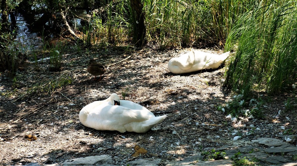 18.06.30_429_ о.Майнау.JPG