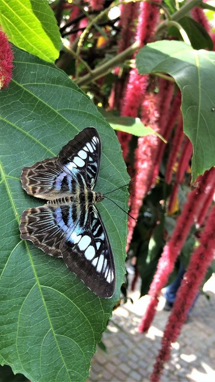 18.06.30_359_ о.Майнау.JPG