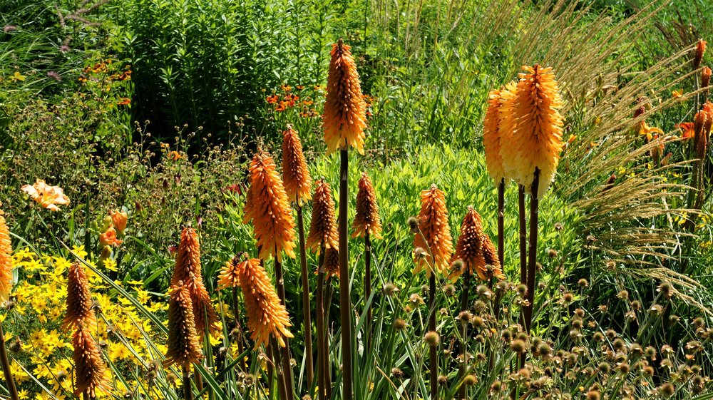 18.06.30_096_ о.Майнау.JPG