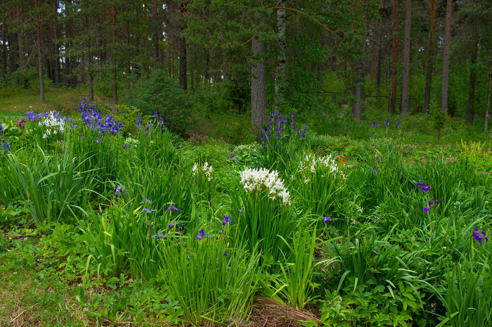 IMG_4133 Ботанический сад.jpg