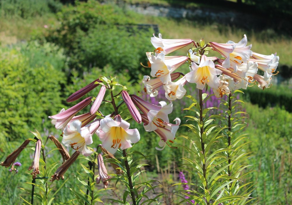 18.06.30_068_ о.Майнау.JPG