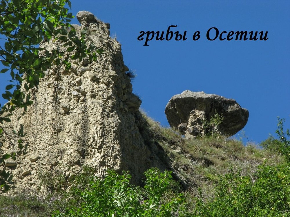 Kamennye-griby-v-Arkhonsko.jpg