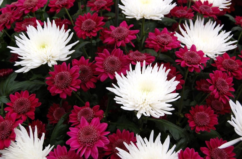 chrysanthemums-flowers-white-burgundy-bouquet-close-up-1073004.jpg
