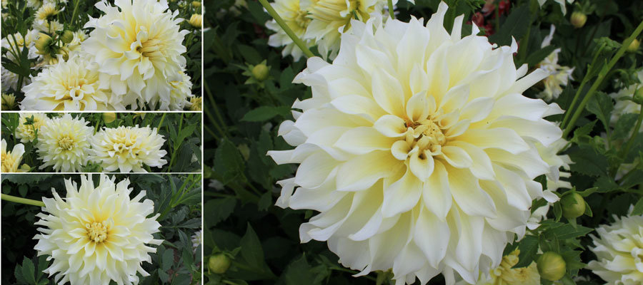 dahlia-normandie.jpg