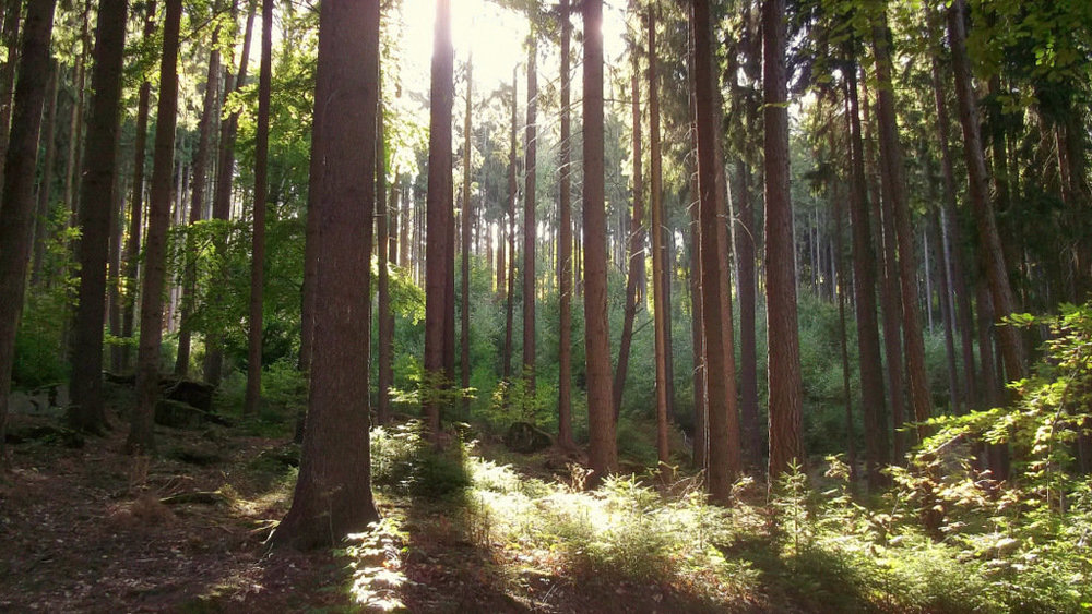 Золотые стёжки Чешского Рая 2432.JPG