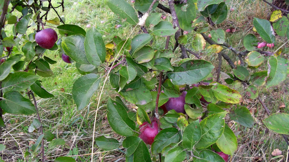 Золотые стёжки Чешского Рая 2436.JPG