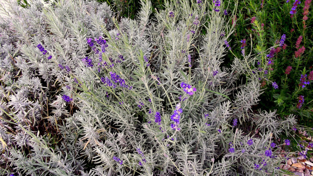 Золотые стёжки Чешского Рая 2227.JPG