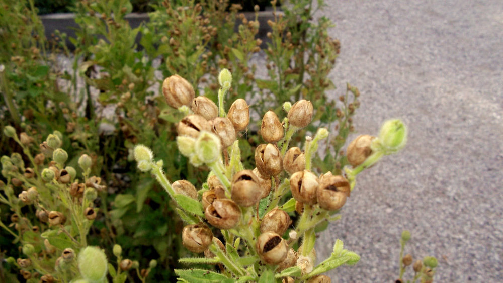 Золотые стёжки Чешского Рая 2199.JPG