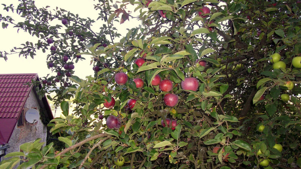 Золотые стёжки Чешского Рая 2439.JPG