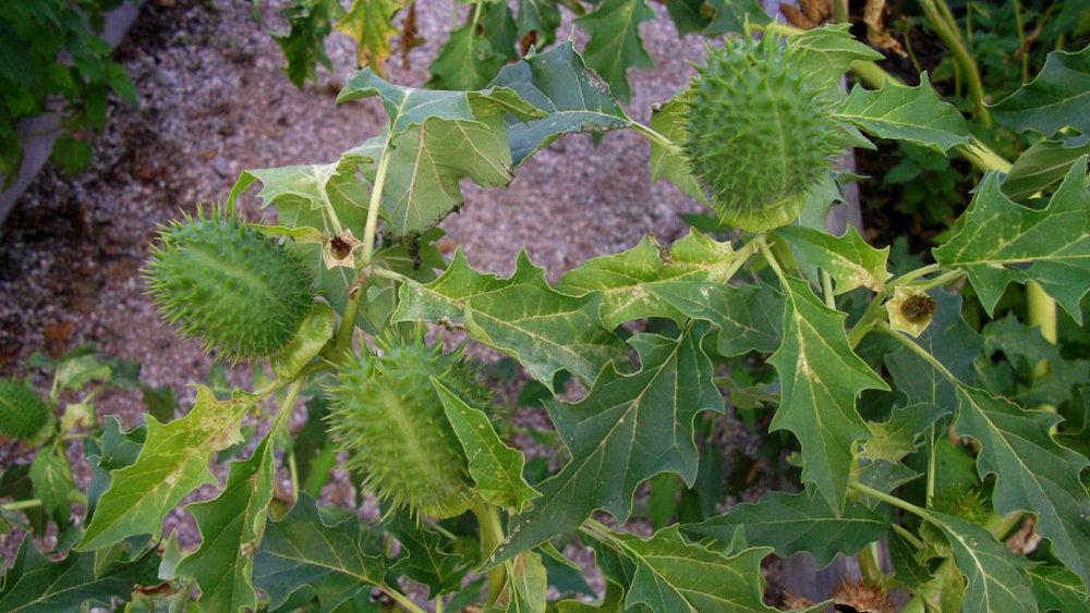 Золотые стёжки Чешского Рая 2200.JPG