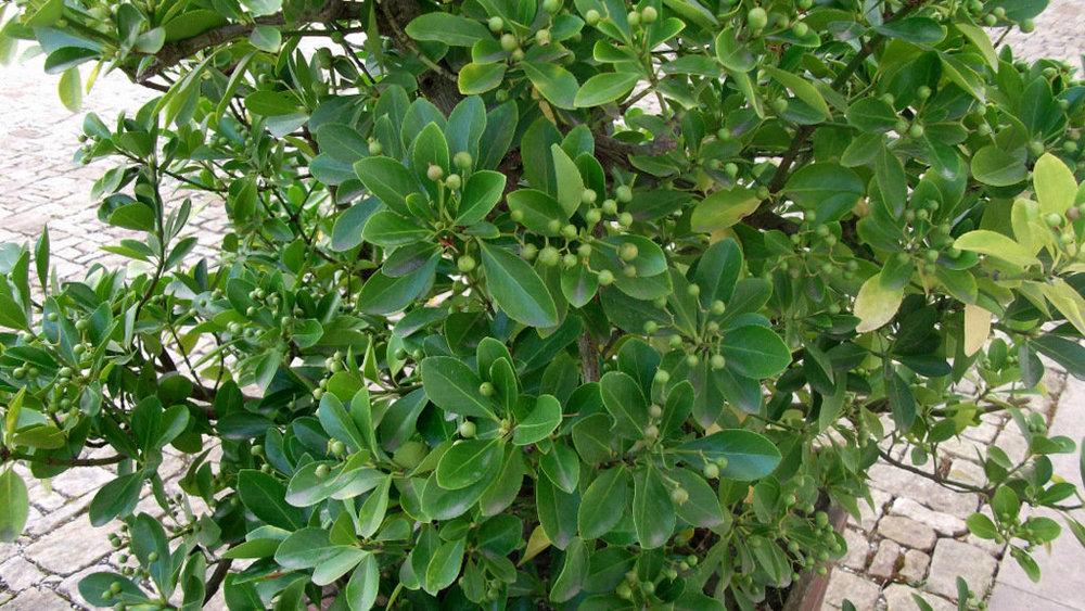 Золотые стёжки Чешского Рая 2240.JPG