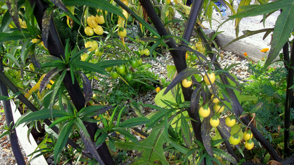 Золотые стёжки Чешского Рая 2202.JPG