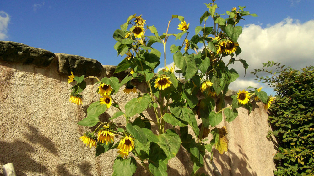 Золотые стёжки Чешского Рая 2186.JPG