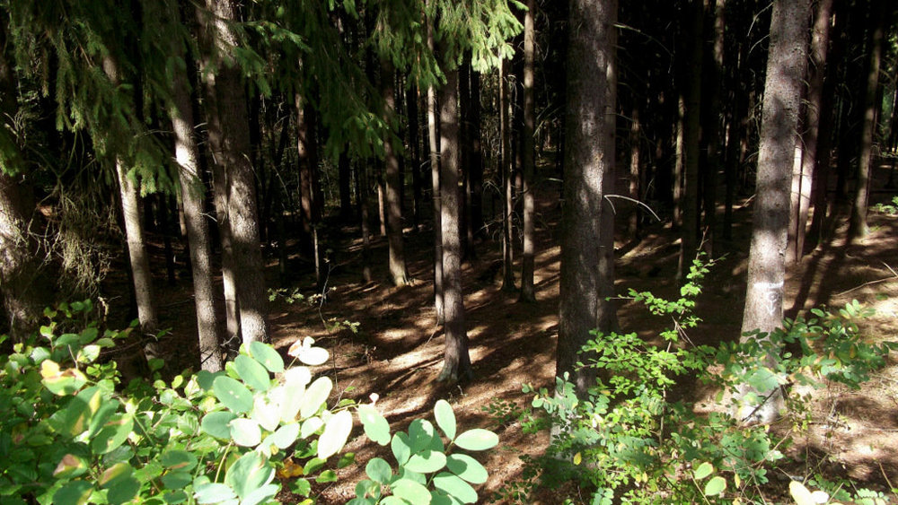 Золотые стёжки Чешского Рая 2410.JPG