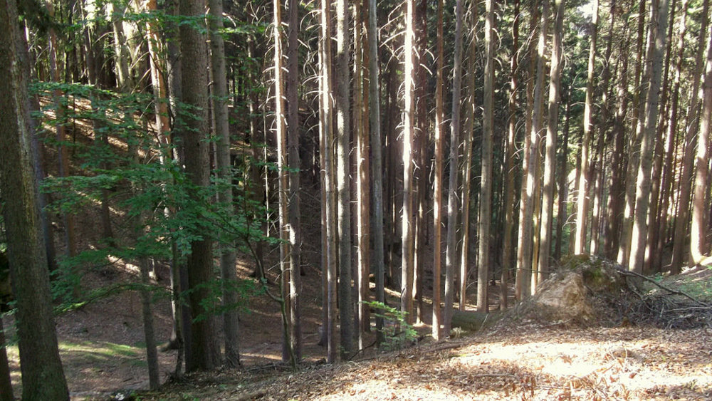 Золотые стёжки Чешского Рая 2681.JPG