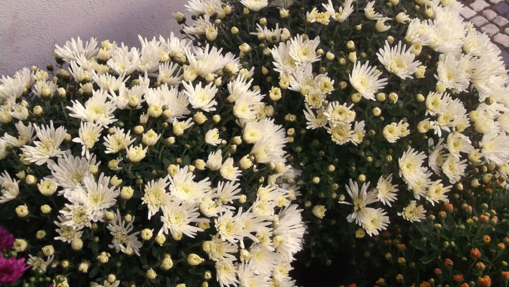 Золотые стёжки Чешского Рая 458.JPG