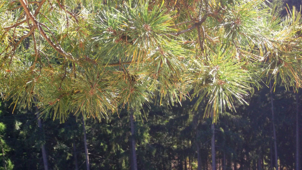 Золотые стёжки Чешского Рая 2662.JPG