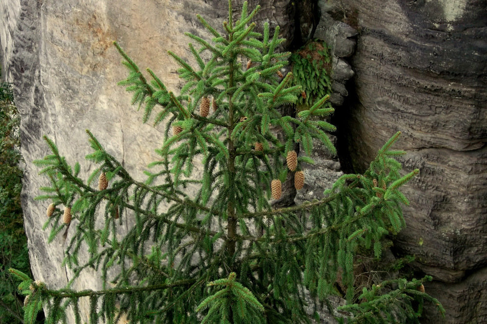 Золотые стёжки Чешского Рая 127.JPG