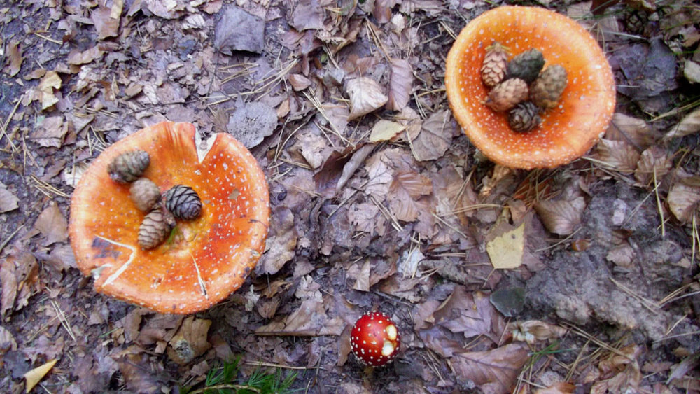 Золотые стёжки Чешского Рая 2546.JPG