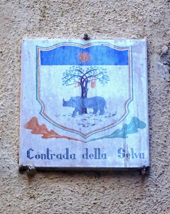 DSC01850лесная чаща.JPG