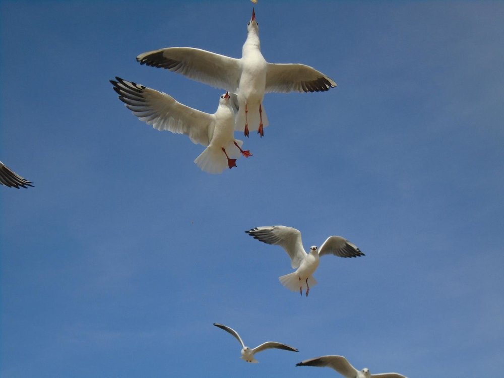 чайки.jpg