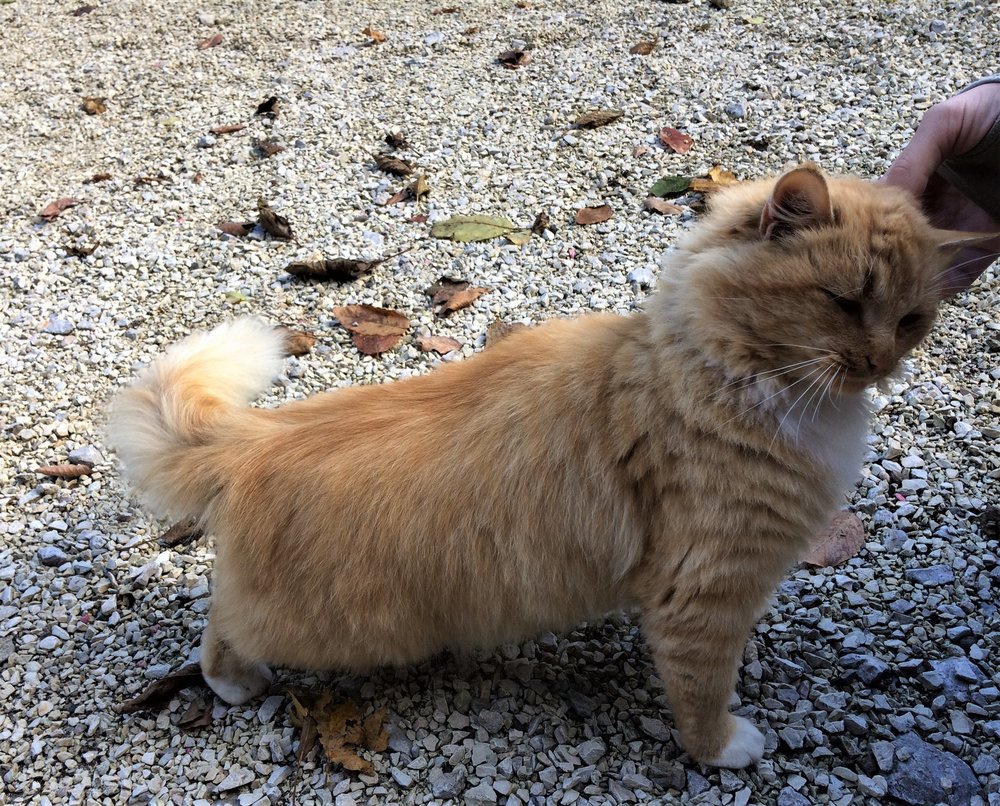 18.11.24_061_ котяра у источника.JPG