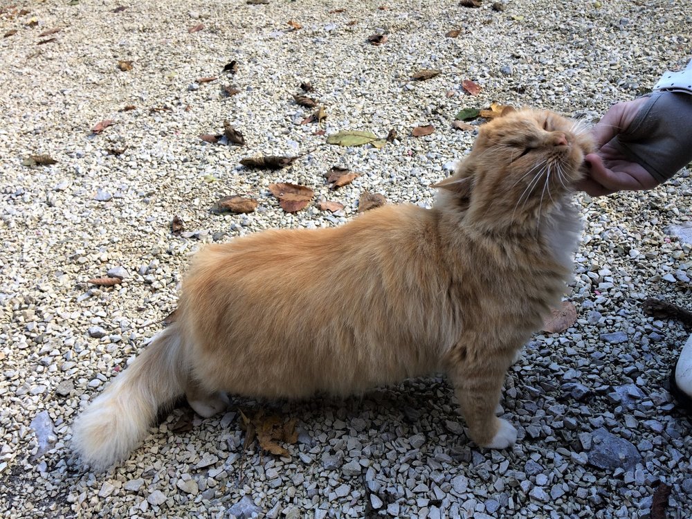 18.11.24_062_ котяра у источника.JPG