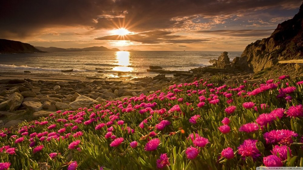 Flowers-Wallpapers-21.jpg
