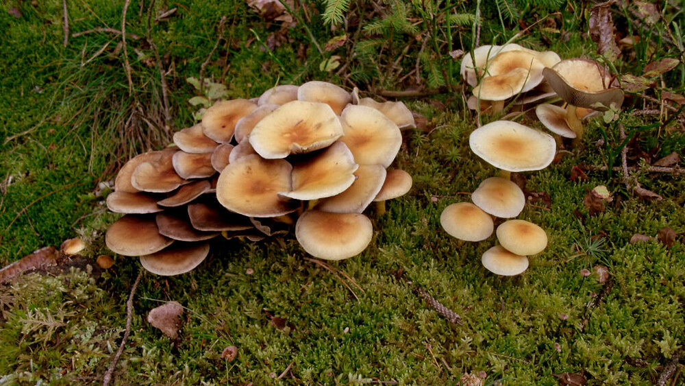 Золотые стёжки Чешского Рая 1124.JPG