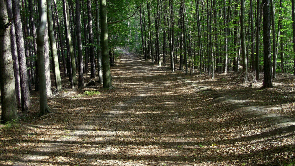 Золотые стёжки Чешского Рая 1250.JPG