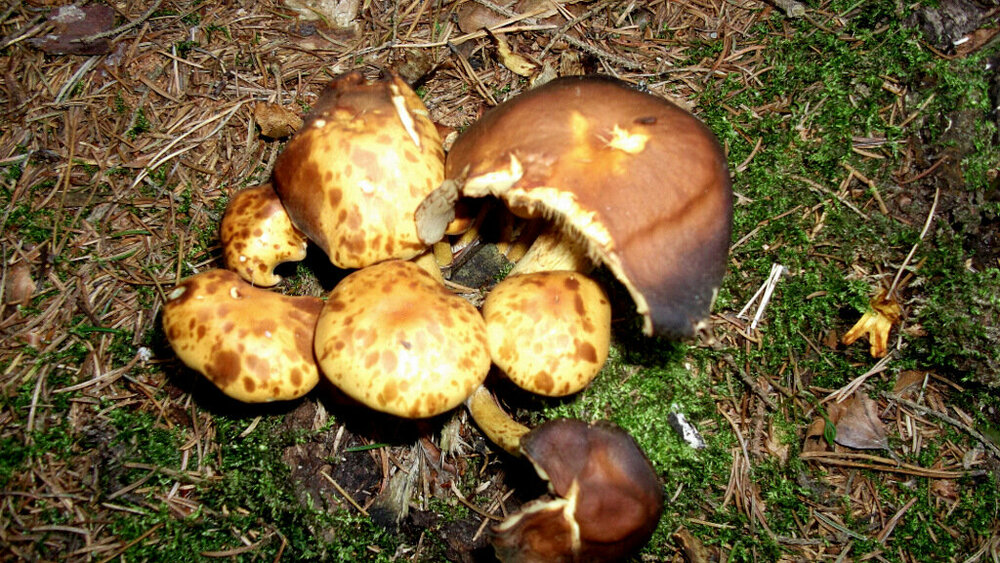 Золотые стёжки Чешского Рая 1185.JPG