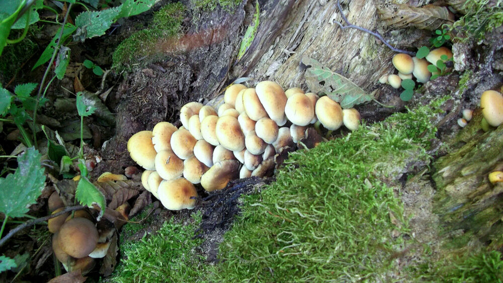 Золотые стёжки Чешского Рая 1148.JPG